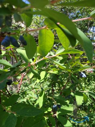 Продаётся сад с домом.СНТ Журналист в Уфе