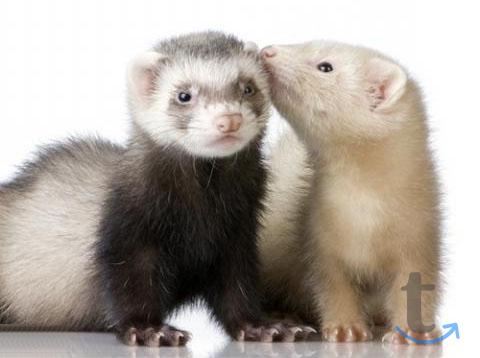 Хорьки домашние - фретка в Москве