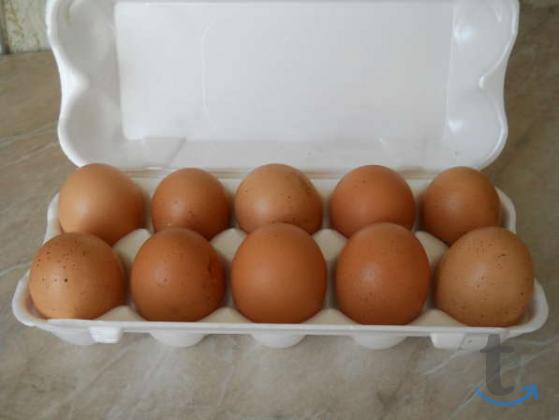 Объявление: Продаю яйца куриные в Сергиевом Посаде