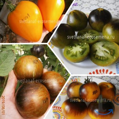 Объявление: Коллекционные семена томатов в Пятигорске