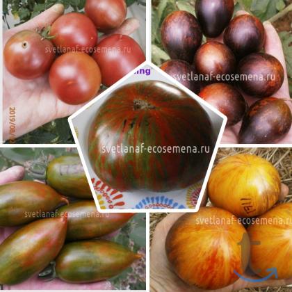 Объявление: Коллекционные семена томатов в Пятигорске