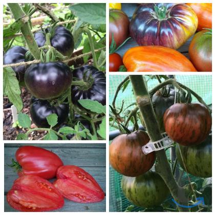 Объявление: Коллекционные семена томатов в Пятигорске