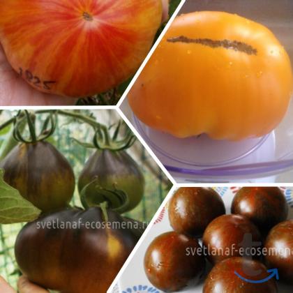 Объявление: Коллекционные семена томатов в Пятигорске