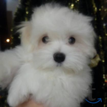 Объявление: мальтезе-мальтиская болонка в Казани