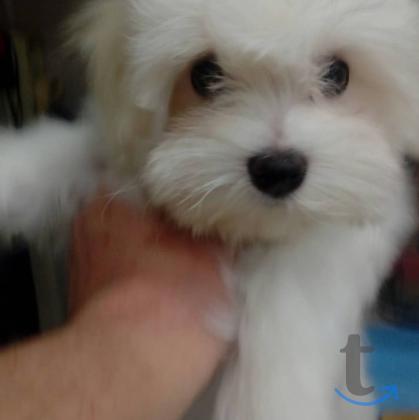 Объявление: мальтезе-мальтиская болонка в Казани