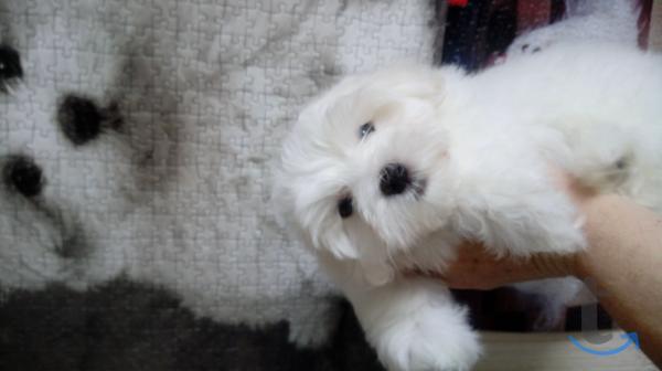 Объявление: мальтезе-мальтиская болонка в Казани