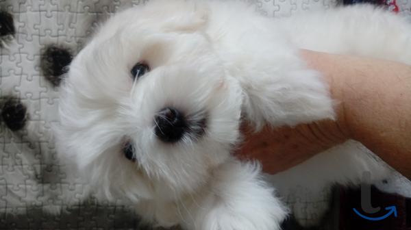 Объявление: мальтезе-мальтиская болонка в Казани