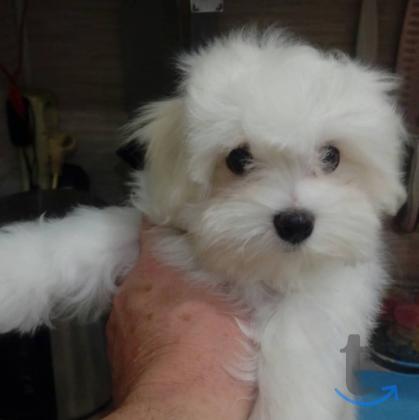 Объявление: мальтезе-мальтиская болонка в Казани