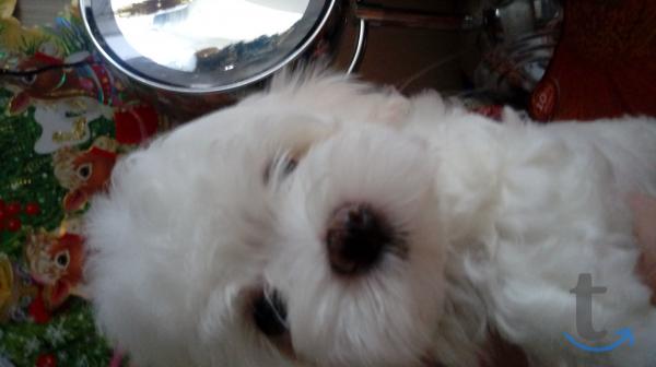 Объявление: мальтезе-мальтиская болонка в Казани