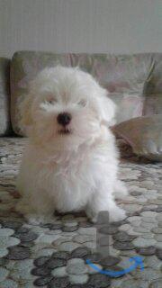 Объявление: мальтезе-мальтиская болонка в Казани