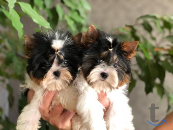 Объявление: Щенки бивер йоркширские терьеры от Ирлайн-дог в Самаре