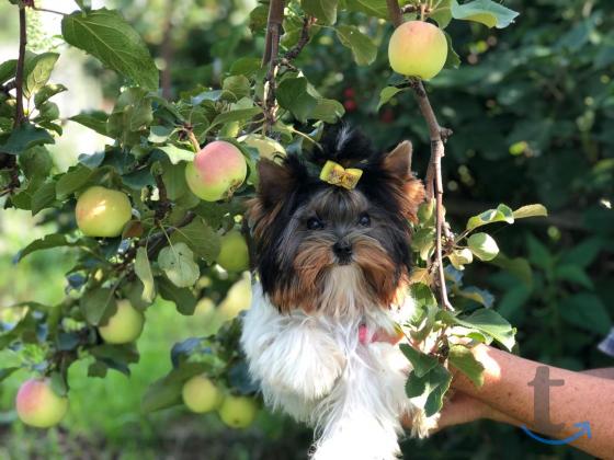Объявление: Щенки бивер йоркширские терьеры от Ирлайн-дог в Самаре