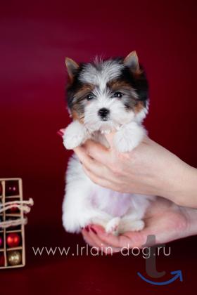 Объявление: Щенки бивер йоркширские терьеры от Ирлайн-дог в Самаре