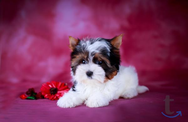 Объявление: Щенки бивер йоркширские терьеры от Ирлайн-дог в Самаре