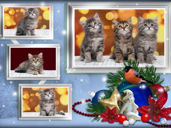 Объявление: Сибирские девчули в Москве