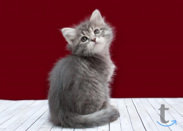 Объявление: Сибирские девчули в Москве