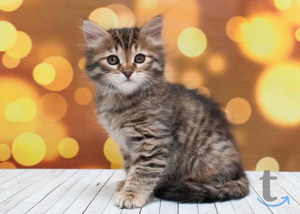 Объявление: Сибирские девчули в Москве