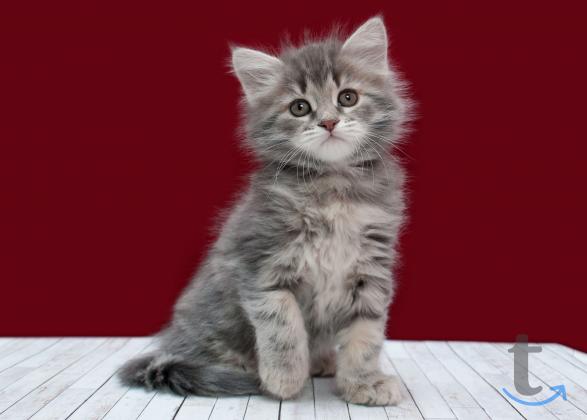 Объявление: Сибирские девчули в Москве