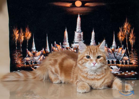 Объявление: Солнечный парниша в Москве