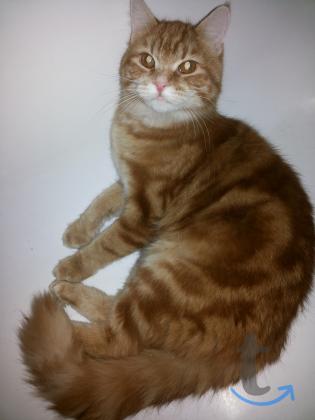 Объявление: Солнечный парниша в Москве