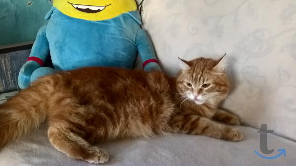 Объявление: Солнечный парниша в Москве