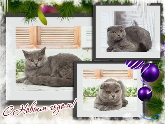 Объявление: Шотландские голУбки в Москве