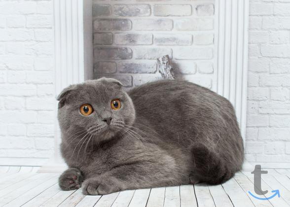 Объявление: Шотландские голУбки в Москве