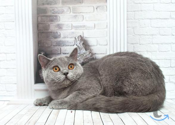 Объявление: Шотландские голУбки в Москве