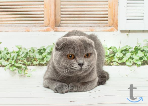 Объявление: Шотландские голУбки в Москве