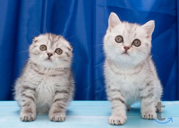 Объявление: Шотландские кнопики в Москве