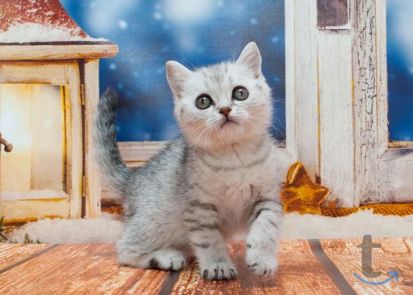 Объявление: Шотландские кнопики в Москве