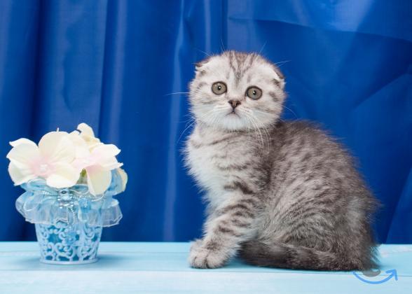 Объявление: Шотландские кнопики в Москве