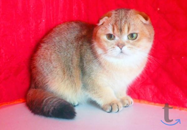 Объявление: Шотландские девочки в Самаре