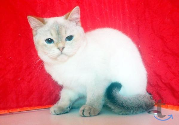 Объявление: Шотландские девочки в Самаре