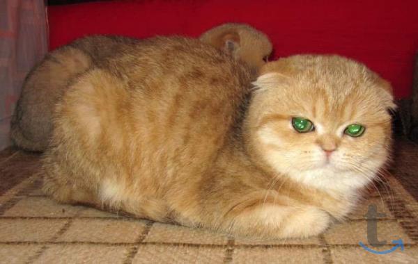 Объявление: Шотландские девочки в Самаре