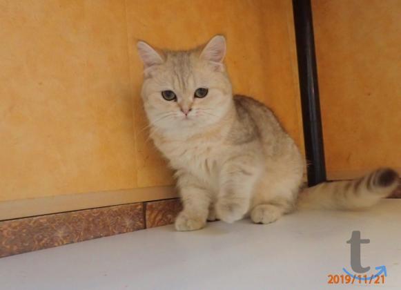 Объявление: Шотландские девочки в Самаре