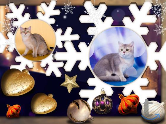 Объявление: Британские подростки в Москве