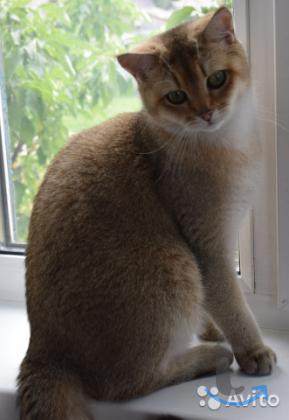 Объявление: Британские подростки в Москве