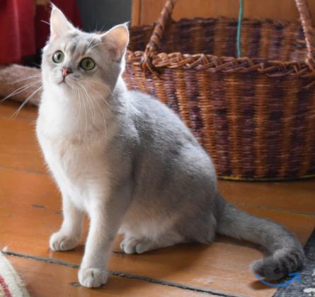 Объявление: Британские подростки в Москве