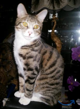 Объявление: Курильские подростки в Москве