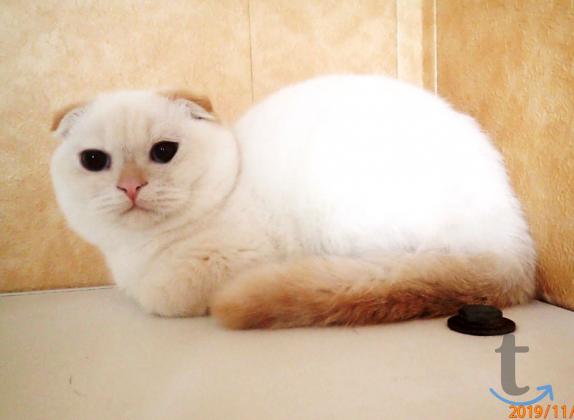 Объявление: Шотландские мальчики в Самаре