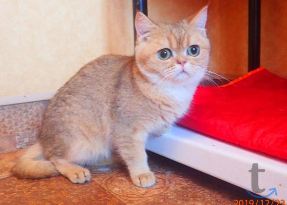 Объявление: Шотландские мальчики в Самаре