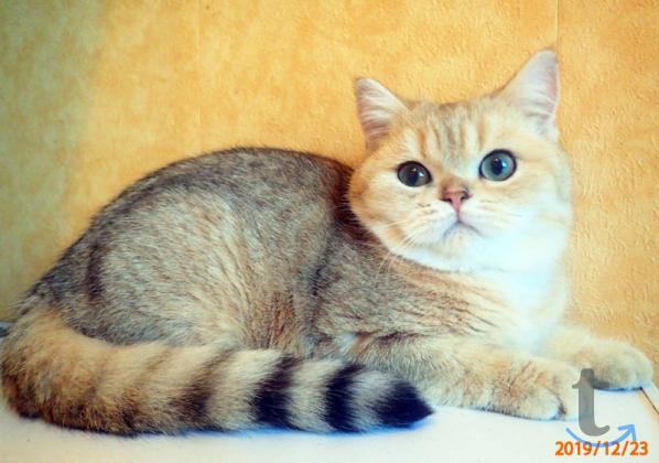 Объявление: Шотландские мальчики в Самаре