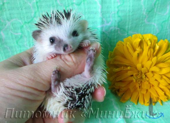 Африканские карликовые ежики в Оренбурге
