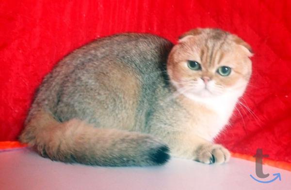 Объявление: Шотландские мальчики в Самаре