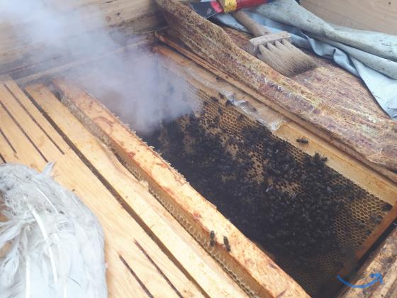 Пчелы, пчелосемьи в Чебоксарах