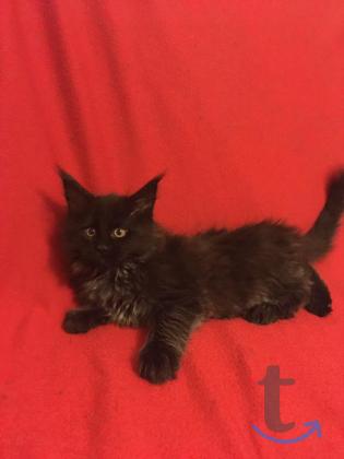 Объявление: Шикарный котенок  Мейн Кун в Москве