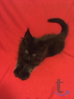 Объявление: Шикарный котенок  Мейн Кун в Москве