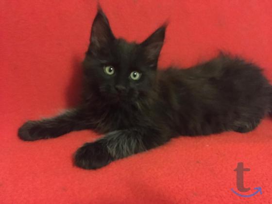 Объявление: Шикарный котенок  Мейн Кун в Москве