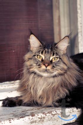 Объявление: Шикарный красавец Мейн-кун кастрирован. питомник в Москве